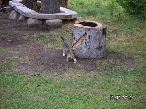 KONICA MINOLTA DIGITAL CAMERA